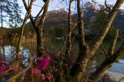 Close-up of flowering plants by trees against sky