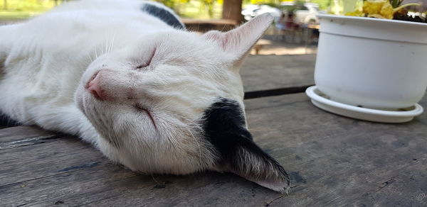 Close-up of a cat