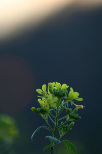 Close-up of plant against blurred background