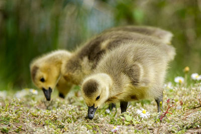 Close-up of young birds on field