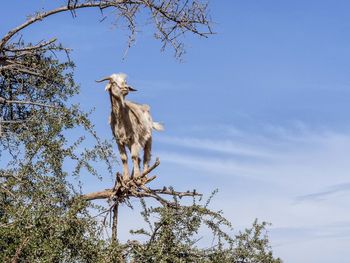 Low angle view of bird perching on tree against sky