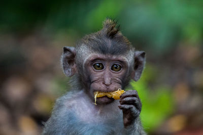 Portrait of monkey eating outdoors