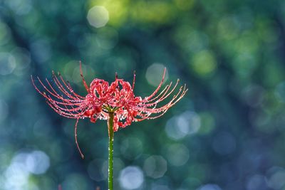 A red spider lily with raindrops