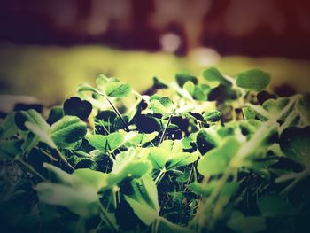 Close-up of fresh green plant