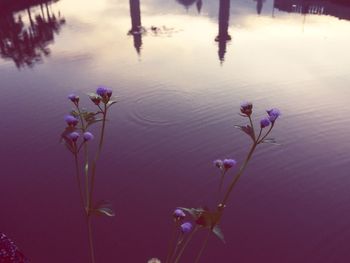 Close-up of purple flowers in lake