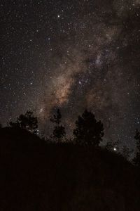 Low angle view of trees against sky at night