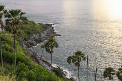 High angle view of palm trees on beach