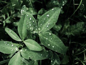 Close-up of wet plant leaves during rainy season