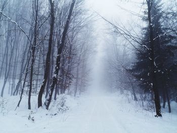 Bare trees on snow covered land
