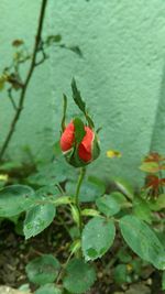 Close-up of red flower growing on plant