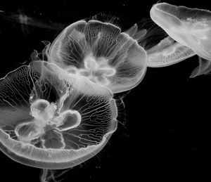 Close-up of jellyfish swimming in sea