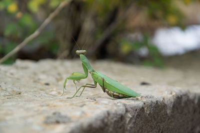 Close-up of insect on rock