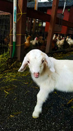 Sheep in farm