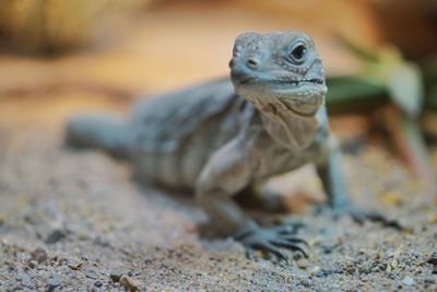 Close-up of lizard on sand