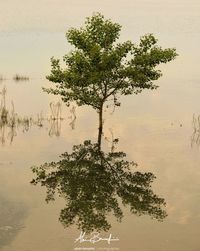 Tree by lake against sky