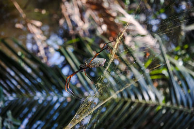 Close-up of insect on plant