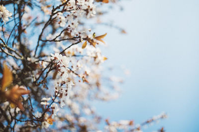 Low angle view of cherry blossoms against sky