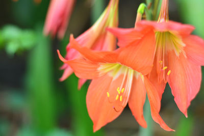 Close-up of orange flowering plant