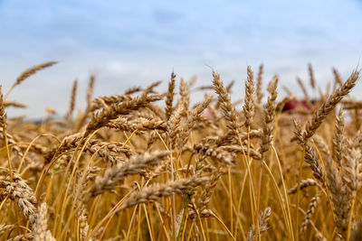 Close-up of wheat growing on field against sky