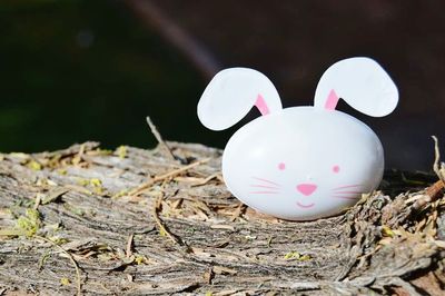 Close-up of fungus against blurred background