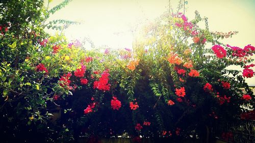 Pink flowers growing on tree