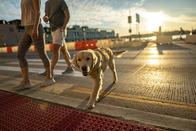 Low section of dog walking on street in city