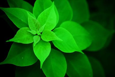 Full frame shot of green leaves