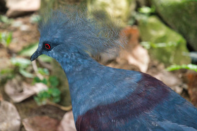 Close-up of a bird