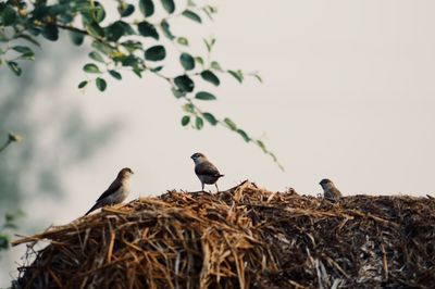 Birds perching on tree