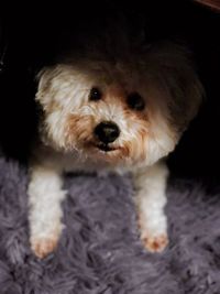 Close-up portrait of a dog