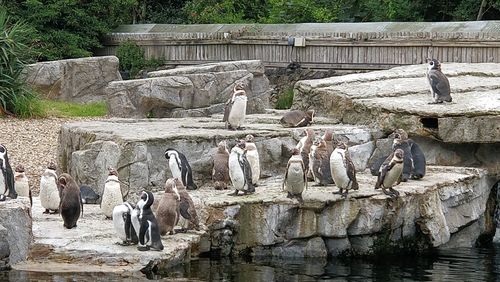 Birds perching on rock by tree