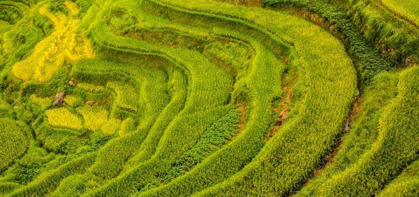 Scenic view of agricultural field