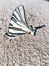 Close-up of butterfly