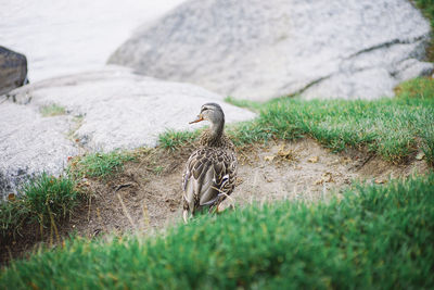 View of a bird on land