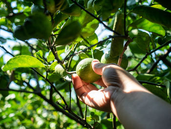 Midsection of person holding fruit on tree