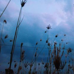 Low angle view of birds flying against sky