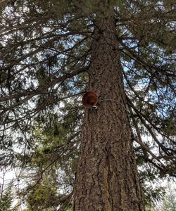 Low angle view of a tree