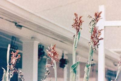 Close-up of flowering plants seen through glass window