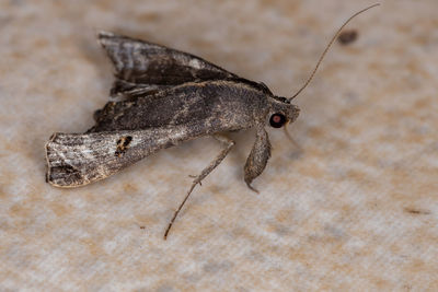 Close-up of insect on floor