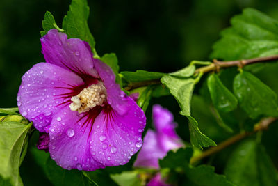 Close-up of wet purple flower