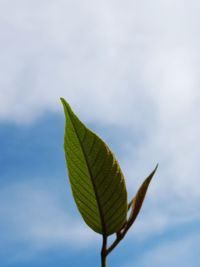 Low angle view of plant against sky