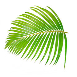 Close-up of palm leaves