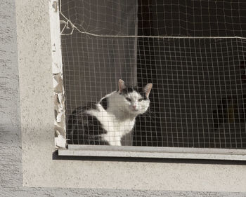 Portrait of cat looking through window