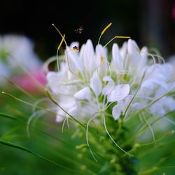 Close-up of white flowering plant