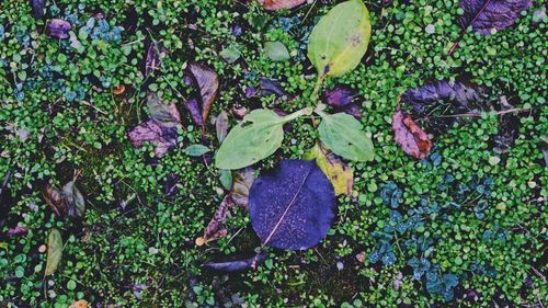 High angle view of plants growing on field