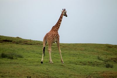 View of giraffe on field against sky