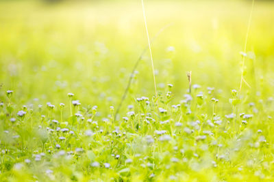 Close-up of fresh yellow flowering plants on field