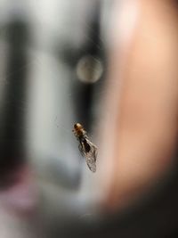 Close-up of spider on web