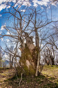 View of bare tree in field