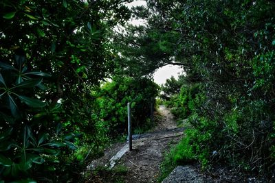 Road amidst trees in forest